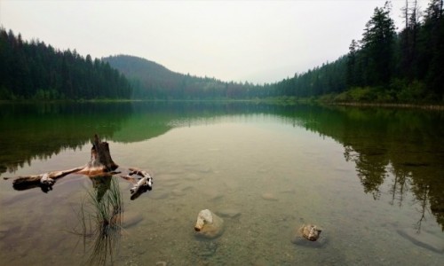 Zdjcie KANADA / Alberta / Jasper PN / Jezioro lesie