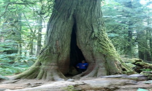 KANADA / Wyspa Vancouver / MacMillan Provincial Park / Drzewko