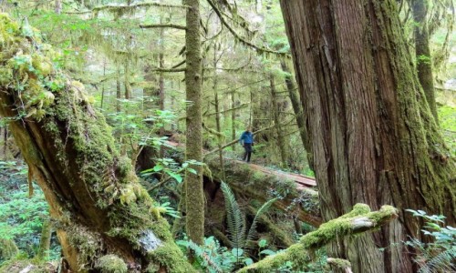 KANADA / Wyspa Vancouver / Pacific Rim NP / Las deszczowy strefy umiarkowanej