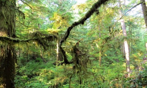 KANADA / Wyspa Vancouver / Pacific Rim NP / Las deszczowy strefy umiarkowanej