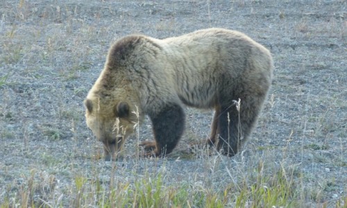 Zdjcie KANADA / Yukon / Kluane NP / Czwarty duy