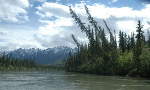 Zdjecie KANADA / NW territories / Nahanni / Świerki nad Nahanni