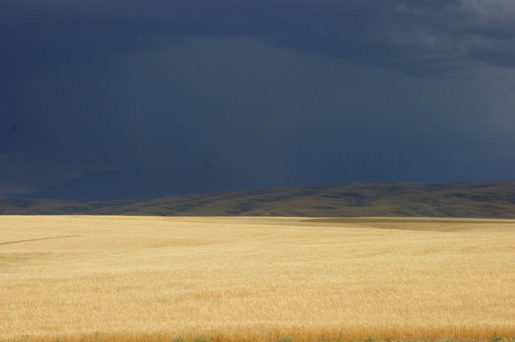 Zdjęcia: Ebro, Ebro, Złote łany, KAZACHSTAN Zdjęcia: Ebro, Ebro, Złote łany, KAZACHSTAN