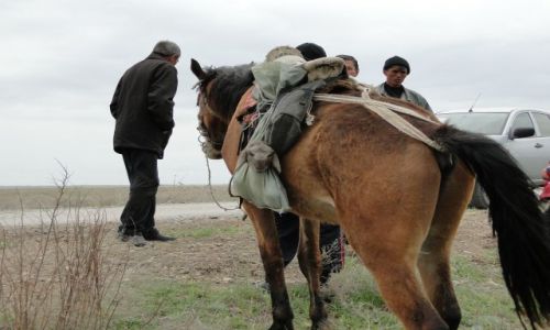 Zdjcie KAZACHSTAN / - / step / owieczka na koniu