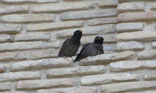 Zdj�cie KAZACHSTAN / Szymkent / mur �wi�tyni / Majna brunatna...