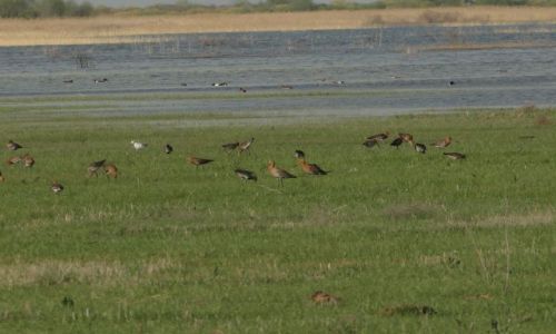 Zdjecie KAZACHSTAN / Tortkol / mokrada nad jeziorem / Uczta