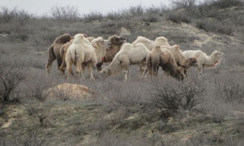 Zdjecie KAZACHSTAN / P.Kaz. / step / ..dwa 