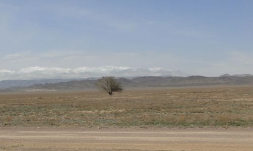 Zdjecie KAZACHSTAN / Po.Kazachstan / W drodze do Kanionu / Samotne drzewo na stepie