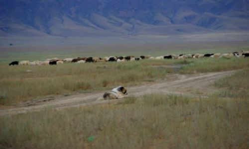 Zdjcie KAZACHSTAN / Ebro / Ebro / Str 