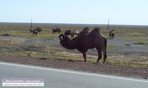 Zdjcie KAZACHSTAN / brak / bachasz almata / wielbd
