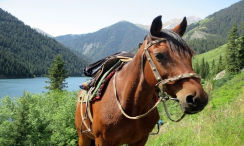 Zdjcie KAZACHSTAN / Poudniowy-wschd / Tienszan, jeziora Kolsai / Cichy wsplnik