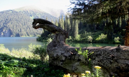 Zdjcie KAZACHSTAN / Poudniowy-wschd / Tienszan, jeziora Kolsai / Diplodok