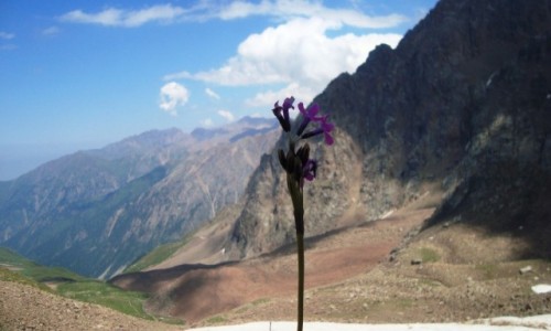 Zdjcie KAZACHSTAN / - / Almaty / Kazachstan/Kirgistan 