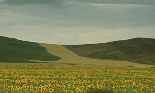 Zdjcie KAZACHSTAN / ok. Uralska / w drodze... / Jeszcze kwitnce....