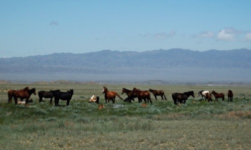 KAZACHSTAN / - / 8 km. od Kanionu Szryskiego / Mieszkacy kazachskich stepw