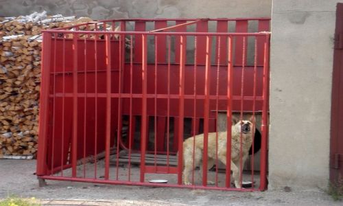 Zdjęcie KAZACHSTAN / Płn.Kazachstan / Kokczetaw / wilk podwórkowy