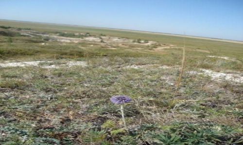 Zdjecie KAZACHSTAN / Płn.Kazachstan / Step / Ziemia jest jednak okrągła