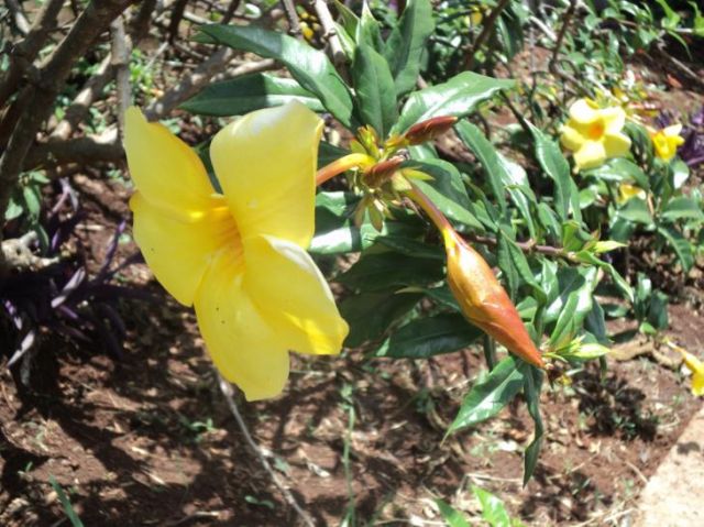 Zdjęcia: Uhuru PArk, Nairobi, Kwiaty(2), KENIA Zdjęcia: Uhuru PArk, Nairobi, Kwiaty(2), KENIA
