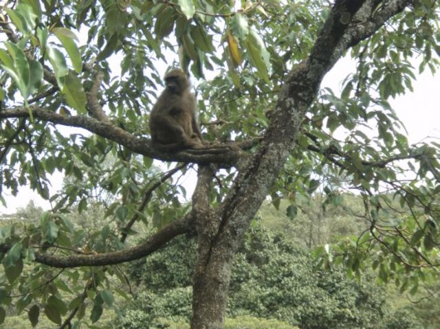 Zdjęcia: Safari Walk, Nairobi, Malpy(2), KENIA Zdjęcia: Safari Walk, Nairobi, Malpy(2), KENIA