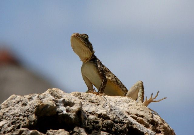 Zdjęcia: Ukunda, Prawie dinozaur..., KENIA Zdjęcia: Ukunda, Prawie dinozaur..., KENIA
