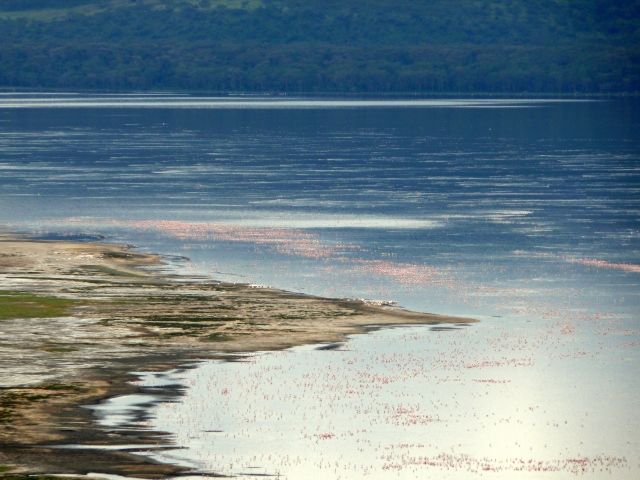 Zdjęcia: Nakuru, flamingi, KENIA Zdjęcia: Nakuru, flamingi, KENIA