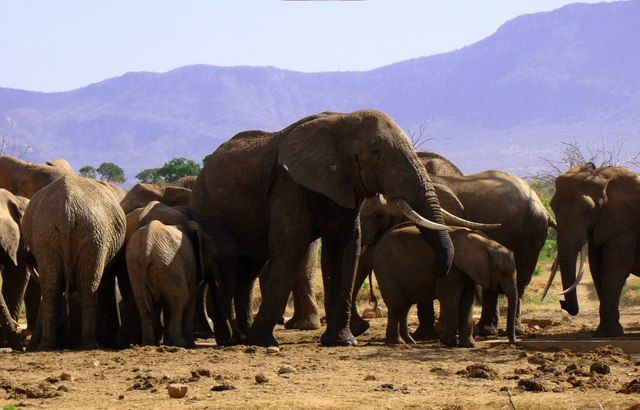 Zdjęcia: Sentrim Camp Tsavo, Tsavo, Słoniowy urodzaj ;), KENIA Zdjęcia: Sentrim Camp Tsavo, Tsavo, Słoniowy urodzaj ;), KENIA