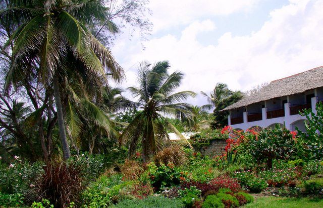 Zdjęcia: Mombasa, Prowincja nadbrzeżna, zarośla przy plaży :), KENIA Zdjęcia: Mombasa, Prowincja nadbrzeżna, zarośla przy plaży :), KENIA