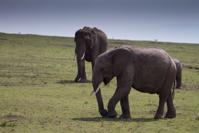 Zdjęcia: Masai Mara, Masai Mara, w rodzinie siła, KENIA Zdjęcia: Masai Mara, Masai Mara, w rodzinie siła, KENIA