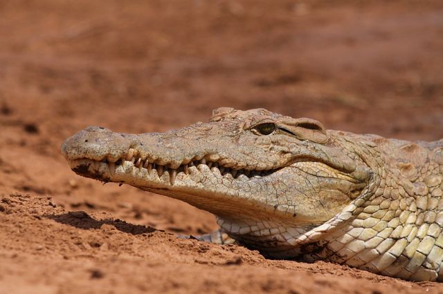 Zdjęcia: Malindi - Sabaki River, Kenia wschodnia, Nie z samochodu, KENIA Zdjęcia: Malindi - Sabaki River, Kenia wschodnia, Nie z samochodu, KENIA