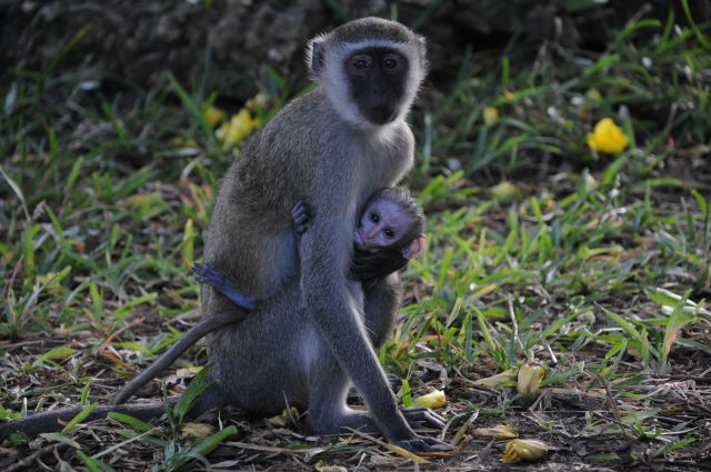 Zdjęcia: Diani Beach, Poludniowe wybrzeze , take care of me, Mum. , KENIA Zdjęcia: Diani Beach, Poludniowe wybrzeze , take care of me, Mum. , KENIA