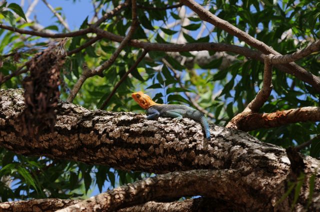 Zdjęcia: Diani Beach, Poludniowe wybrzeze , wygrzewam sie po prostu , KENIA Zdjęcia: Diani Beach, Poludniowe wybrzeze , wygrzewam sie po prostu , KENIA
