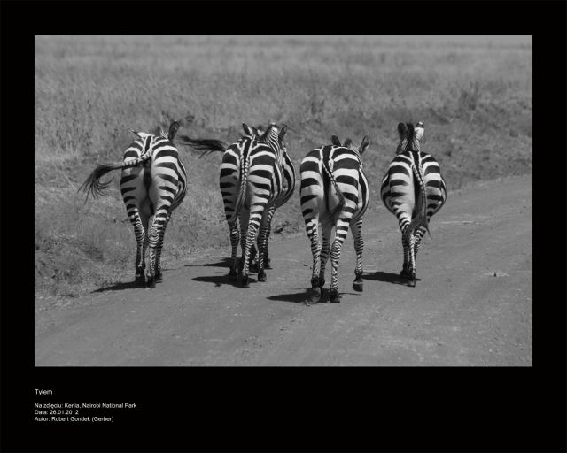Zdjęcia: Nairobi National Park, Tyłem, KENIA Zdjęcia: Nairobi National Park, Tyłem, KENIA