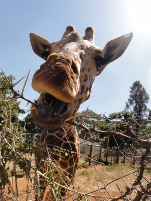 Zdjęcia: Nairobi, akacja z rana jak śmietana, KENIA Zdjęcia: Nairobi, akacja z rana jak śmietana, KENIA