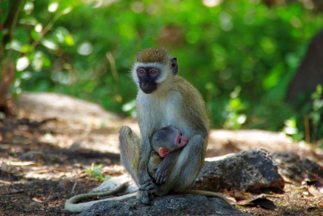 Zdjęcia: Tsavo West, Opiekuńczość, KENIA Zdjęcia: Tsavo West, Opiekuńczość, KENIA
