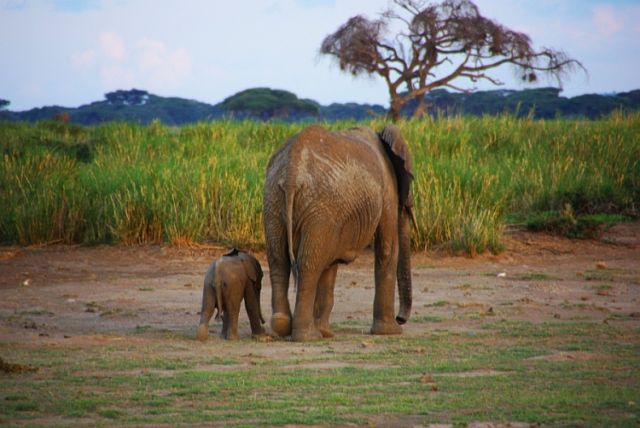 Zdjęcia: Amboseli, Amboseli, Duży i mały ;-) , KENIA Zdjęcia: Amboseli, Amboseli, Duży i mały ;-) , KENIA