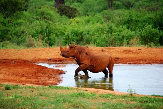 Zdjęcia: Rhino Sanctuary, Tsavo West, Rudy nosorożec czarny ;-), KENIA Zdjęcia: Rhino Sanctuary, Tsavo West, Rudy nosorożec czarny ;-), KENIA