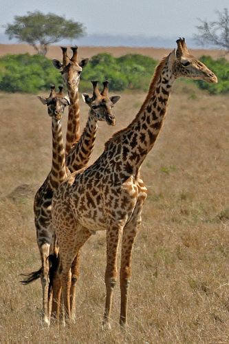 Zdjęcia: Masai Mara, Żyrafa hybryda, KENIA Zdjęcia: Masai Mara, Żyrafa hybryda, KENIA