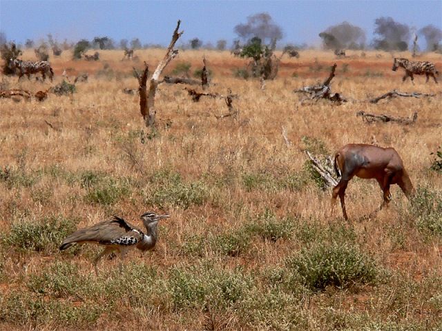 Zdjęcia: Taita Hills, Tsavo West NP, Gorące Tsavo, KENIA Zdjęcia: Taita Hills, Tsavo West NP, Gorące Tsavo, KENIA