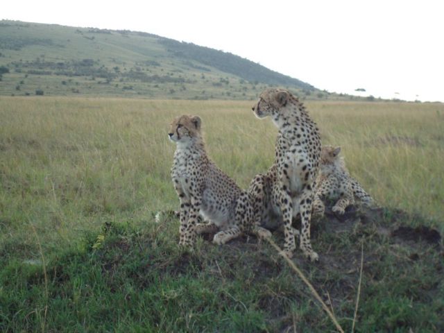 Zdjęcia: Park Masai Mara, z profilu, KENIA Zdjęcia: Park Masai Mara, z profilu, KENIA