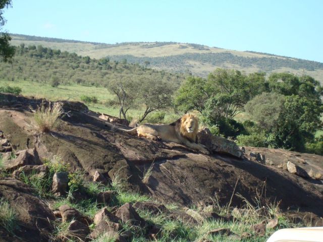 Zdjęcia: Park Masai Mara, Król Lew, KENIA Zdjęcia: Park Masai Mara, Król Lew, KENIA