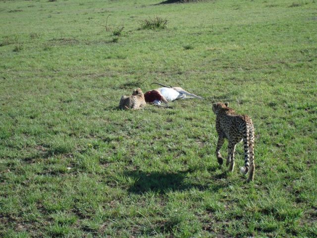 Zdjęcia: Park Masai Mara, podziel się posiłkiem:), KENIA Zdjęcia: Park Masai Mara, podziel się posiłkiem:), KENIA