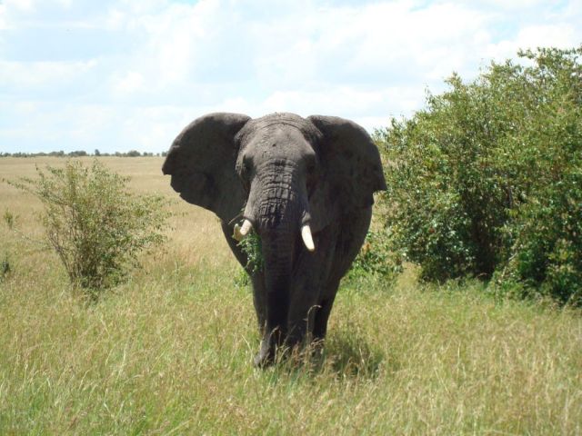 Zdjęcia: Park Masai Mara, Oko w oko ze słoniem, KENIA Zdjęcia: Park Masai Mara, Oko w oko ze słoniem, KENIA