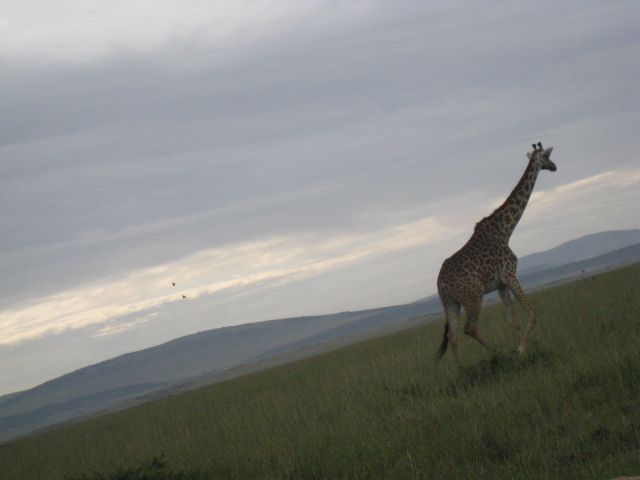 Zdjęcia: Park Narodowy Masai Mara, płd.zach.Kenia, Masai Mara, KENIA Zdjęcia: Park Narodowy Masai Mara, płd.zach.Kenia, Masai Mara, KENIA