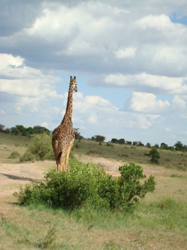 Zdjęcia: Masai Mara, Po prostu zgrabna dupcia:), KENIA Zdjęcia: Masai Mara, Po prostu zgrabna dupcia:), KENIA