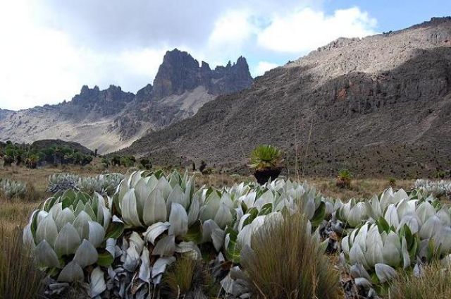 Zdjęcia: Mackinder Valley - Mount Kenya, Mount Kenya, Hiking Mount Kenya - Point Lenana, KENIA Zdjęcia: Mackinder Valley - Mount Kenya, Mount Kenya, Hiking Mount Kenya - Point Lenana, KENIA