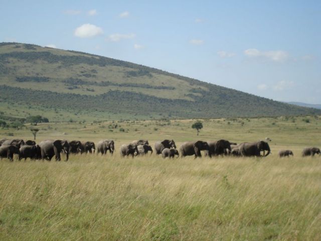 Zdjęcia: Masai Mara, Stadko, KENIA Zdjęcia: Masai Mara, Stadko, KENIA