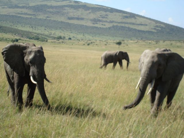 Zdjęcia: Masai Mara, Tańczące słonie, KENIA Zdjęcia: Masai Mara, Tańczące słonie, KENIA