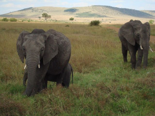 Zdjęcia: Masai Mara, Cała rodzinka, KENIA Zdjęcia: Masai Mara, Cała rodzinka, KENIA