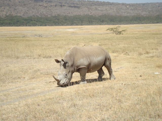 Zdjęcia: Lake Nakuru, Nosorozec, KENIA Zdjęcia: Lake Nakuru, Nosorozec, KENIA