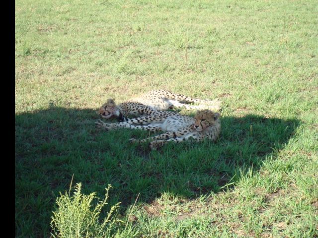 Zdjęcia: Masai Mara, odpoczynek w cieniu samochodu, KENIA Zdjęcia: Masai Mara, odpoczynek w cieniu samochodu, KENIA